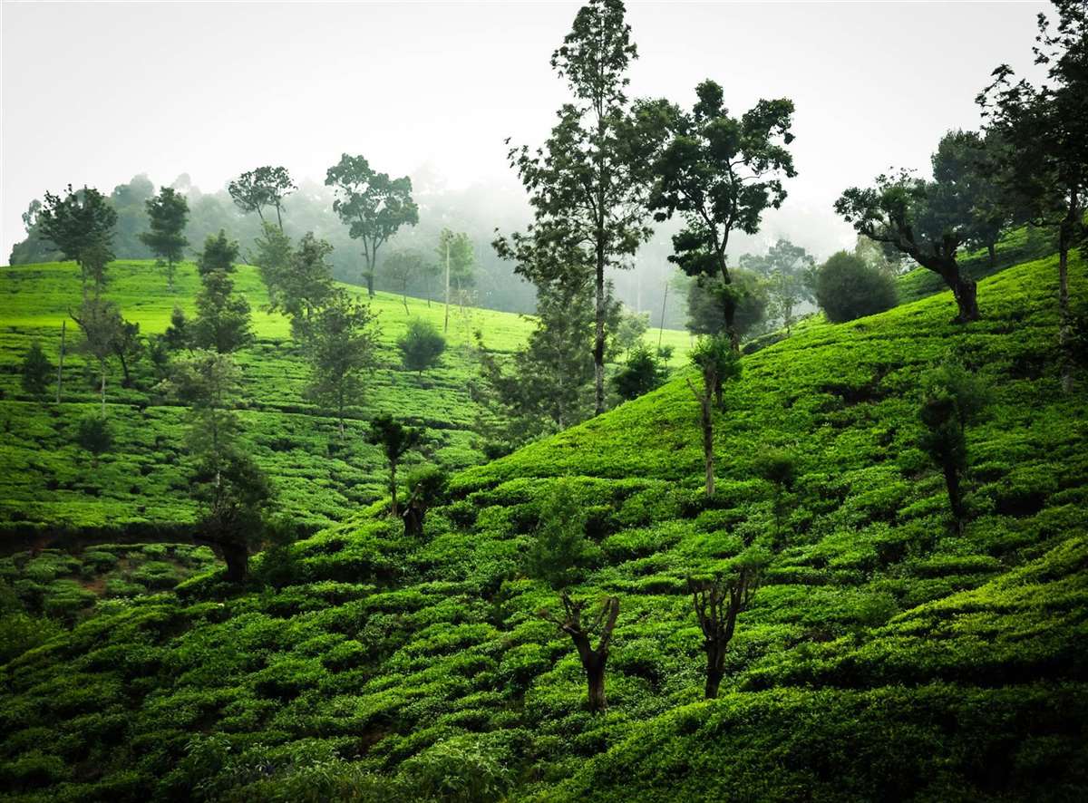 Nuwara Eliya Tea Plantation